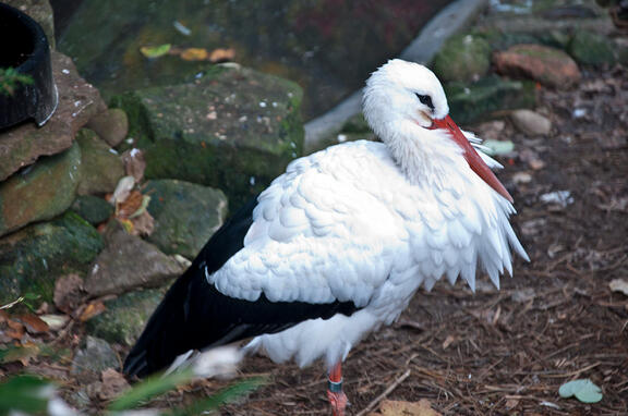 Bird Bird