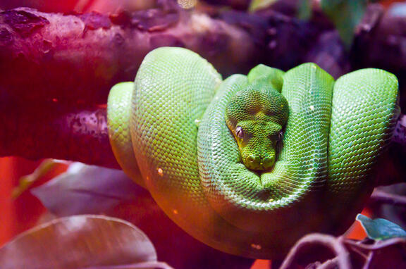 Snake Snake