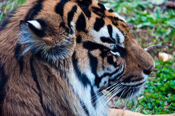 Tiger Tiger