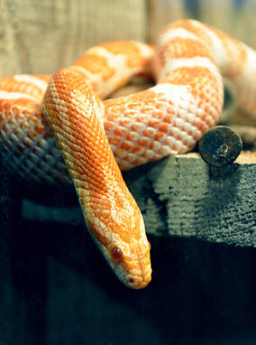 Snake Snake