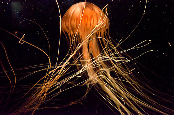 Jellyfish Jellyfish