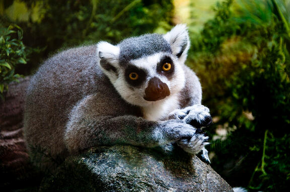 Ring-Tailed Lemur Ring-Tailed Lemur