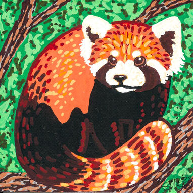 Red Panda Red Panda