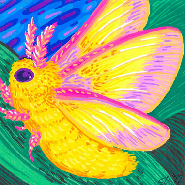 Rosy Maple Moth Rosy Maple Moth